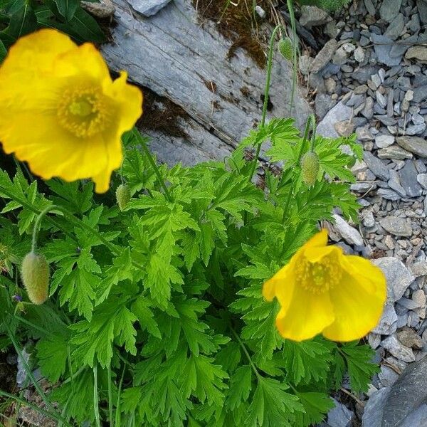 Papaver alpinum Blodyn