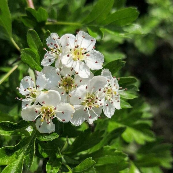 Crataegus azarolus Blüte