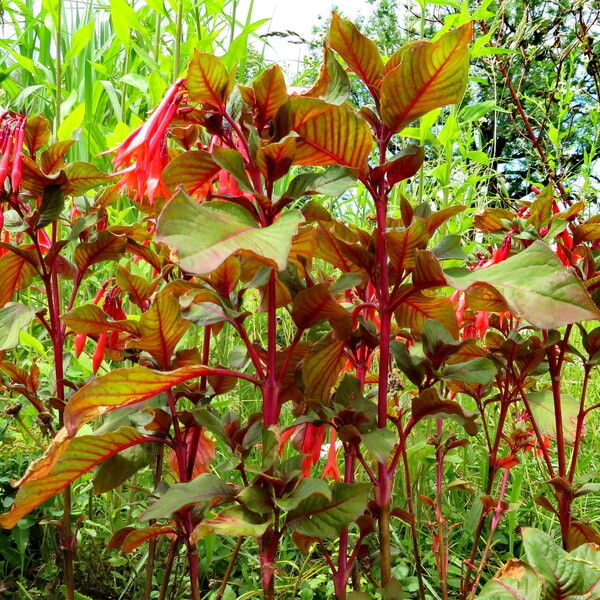 Fuchsia triphylla List
