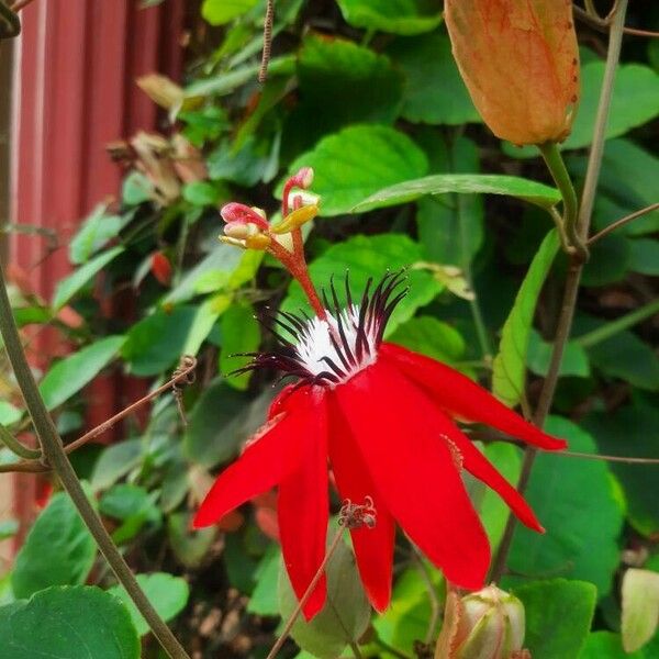 Passiflora miniata Flors