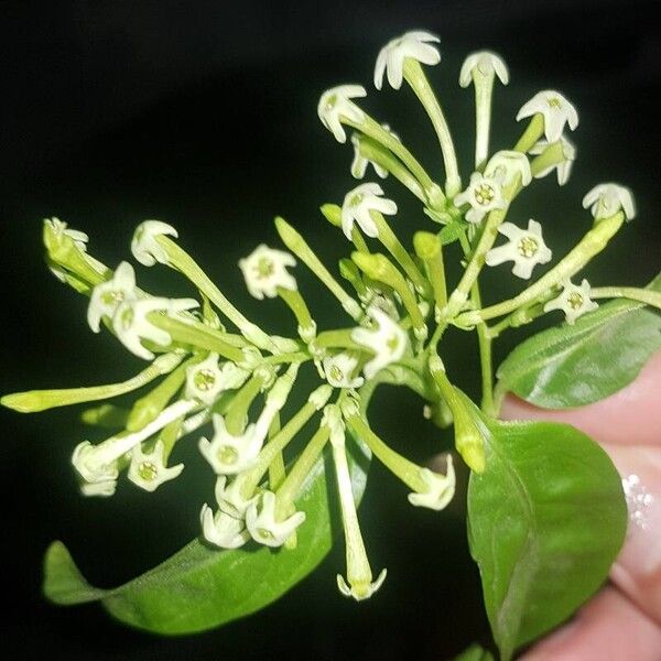 Cestrum nocturnum 葉