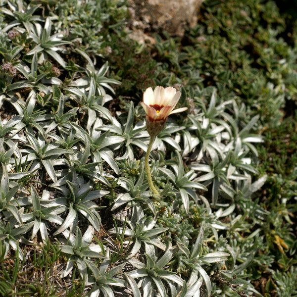 Rhodanthemum catananche Hàbitat