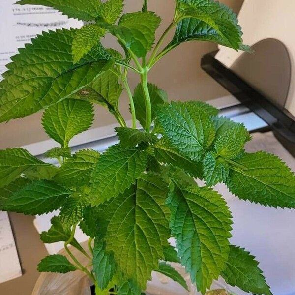 Verbena urticifolia Листок