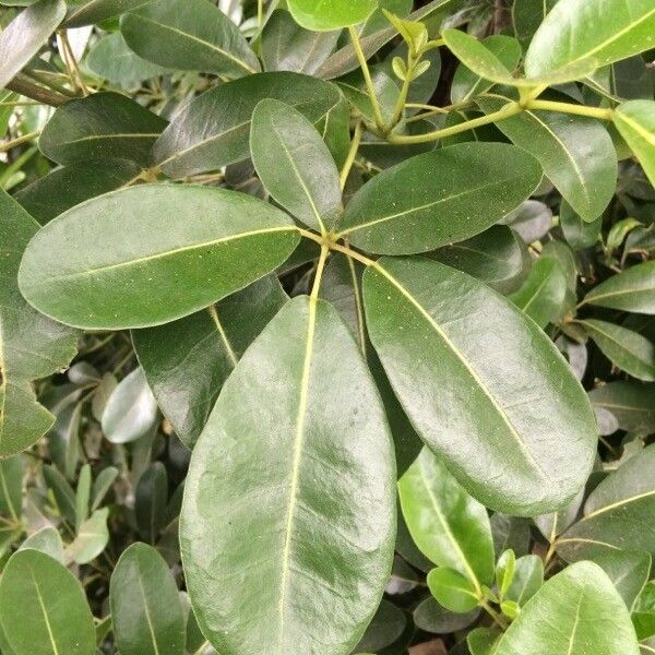 Tabebuia pallida Blatt