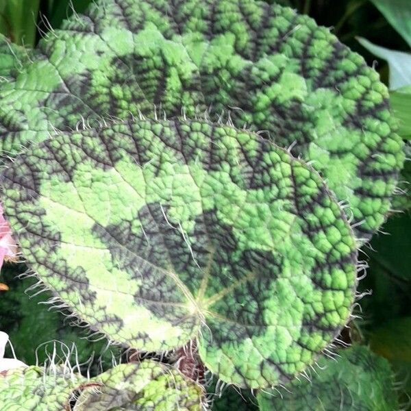 Begonia longiciliata Hostoa