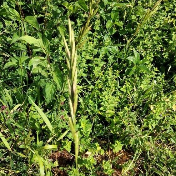 Brachypodium pinnatum Kvet