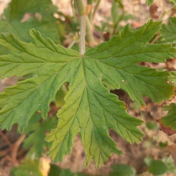 Pelargonium graveolens ᱥᱟᱠᱟᱢ