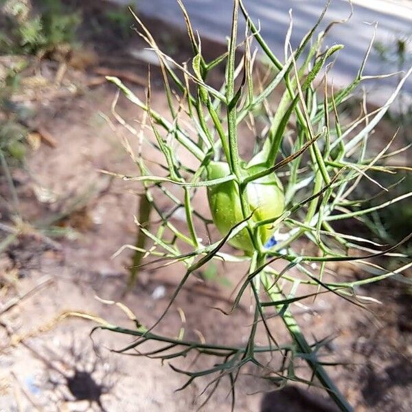 Nigella damascena Fruit