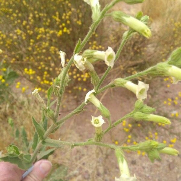 Nicotiana acuminata Цветок
