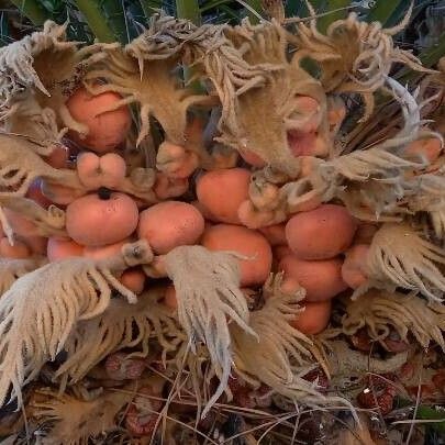 Cycas revoluta Frucht