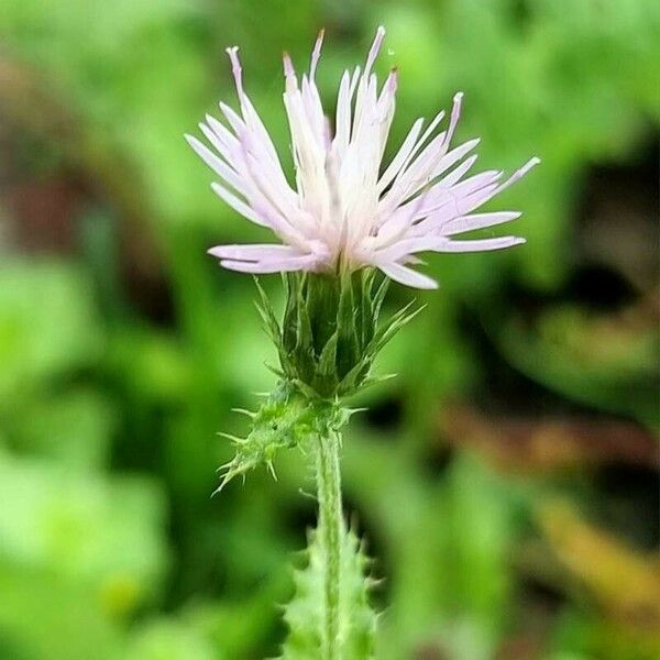 Carduus tenuiflorus പുഷ്പം