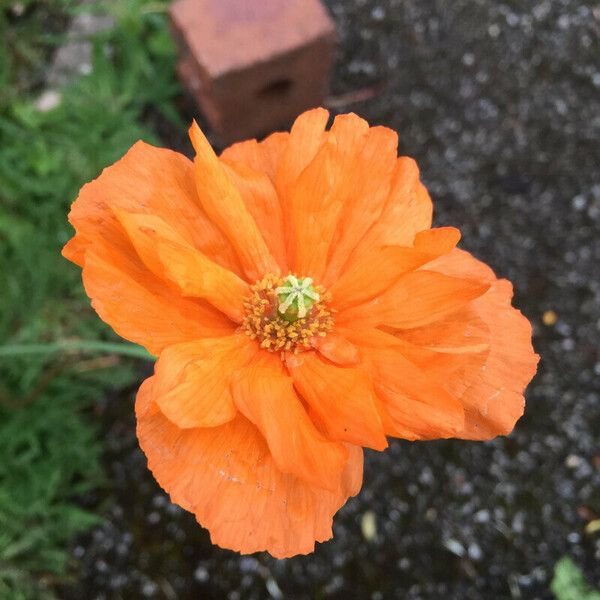 Papaver rupifragum Flower