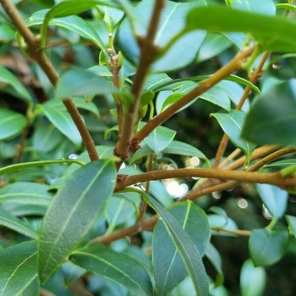 Osmanthus × burkwoodii Φλοιός