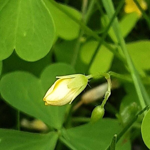 Oxalis stricta Blomma