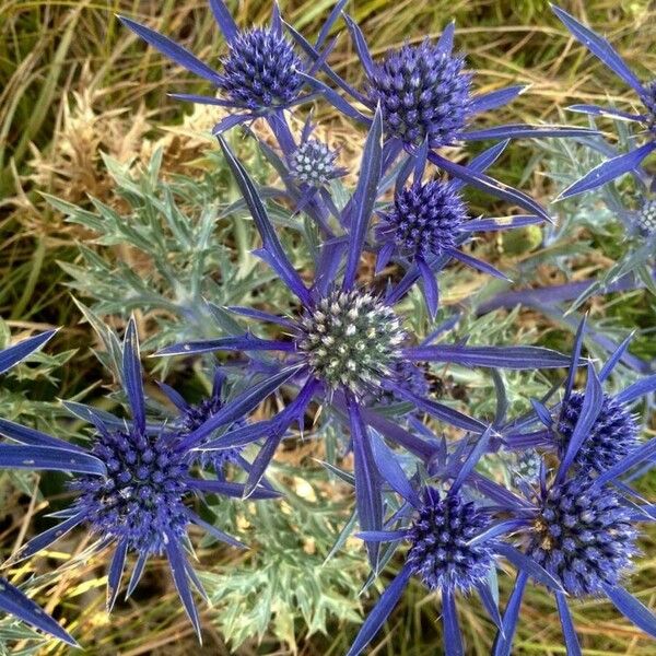 Eryngium bourgatii 花