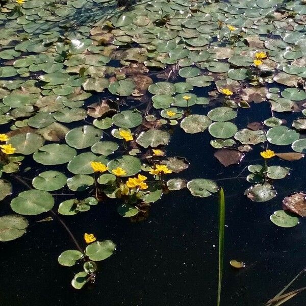 Nymphoides peltata Kwiat