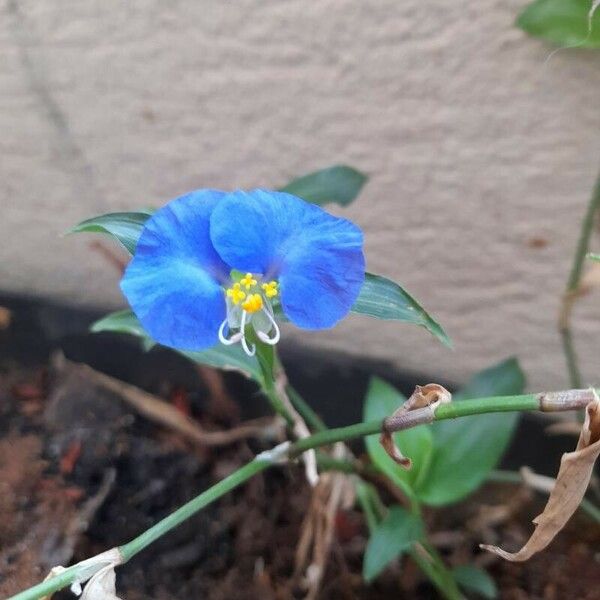 Commelina erecta Цветок