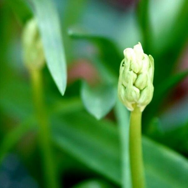 Ornithogalum pyrenaicum Flower