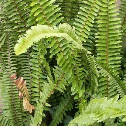 Nephrolepis cordifolia Blad