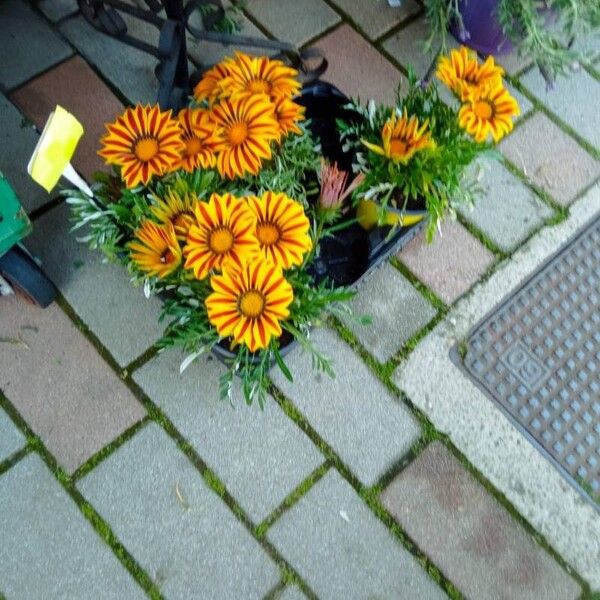 Gazania linearis Flower