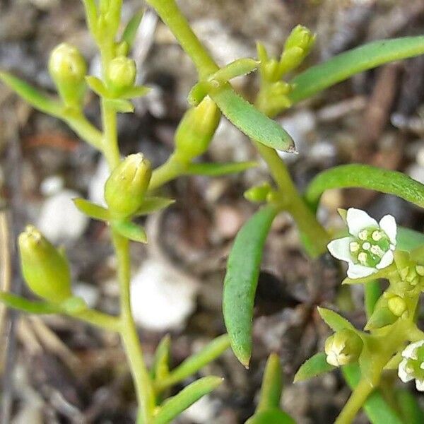 Thesium humifusum Blüte