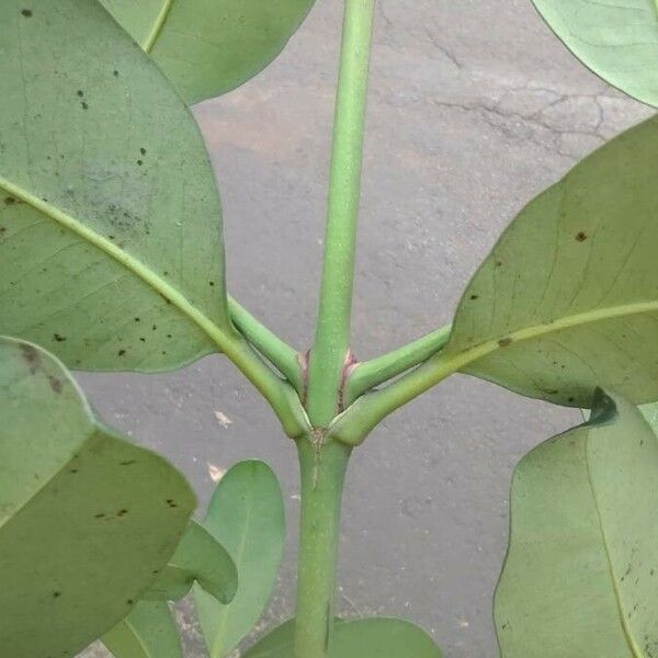 Garcinia gardneriana Blad