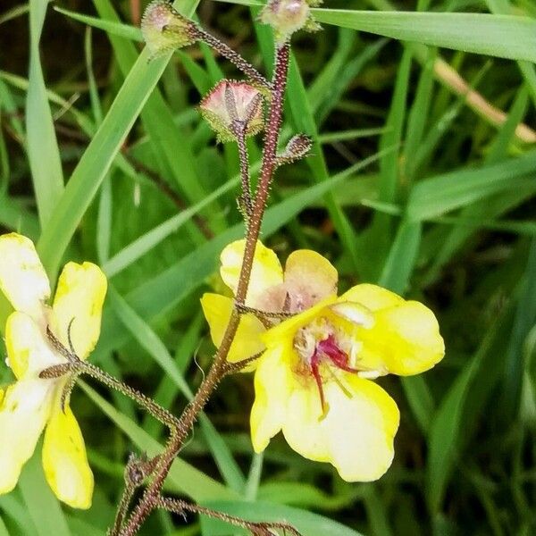 Verbascum blattaria Vekstform