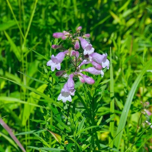 Penstemon calycosus Fiore