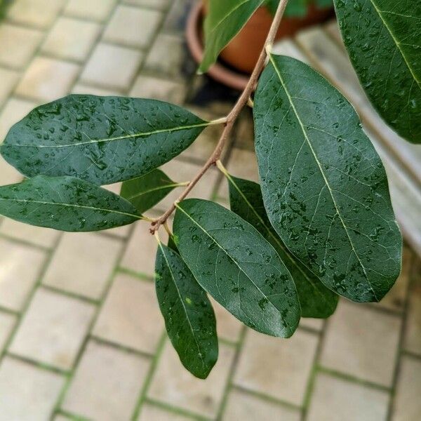 Quercus sagrana Leaf