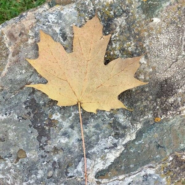 Acer saccharum Leaf