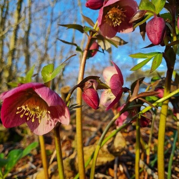 Helleborus orientalis Flower