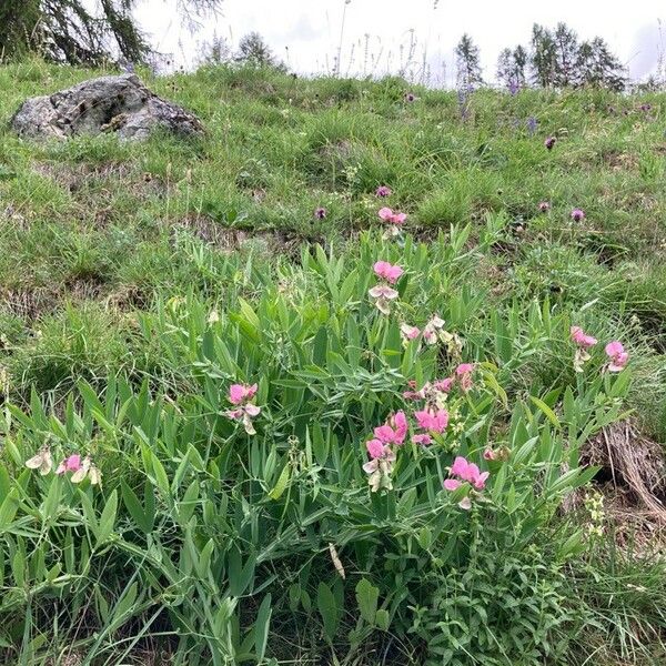 Lathyrus latifolius Övriga