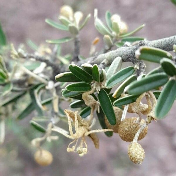 Atamisquea emarginata Flower