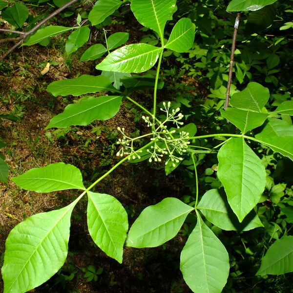 Ptelea trifoliata Листок