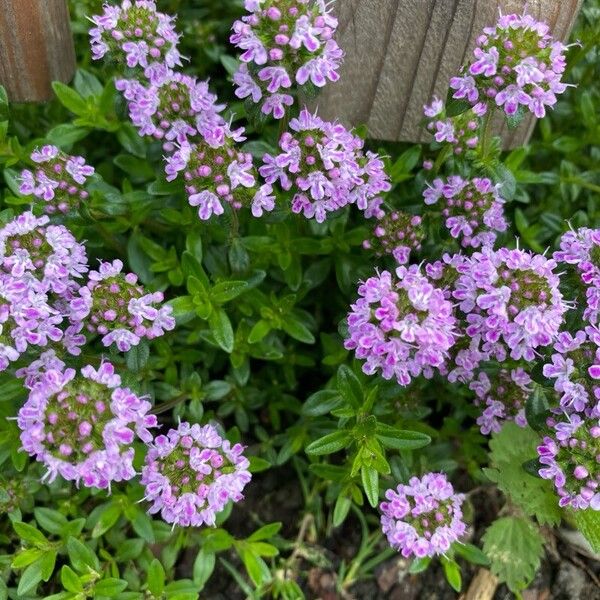 Thymus longicaulis Blomma