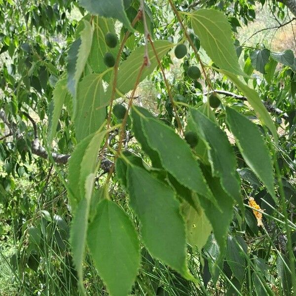 Celtis australis 葉