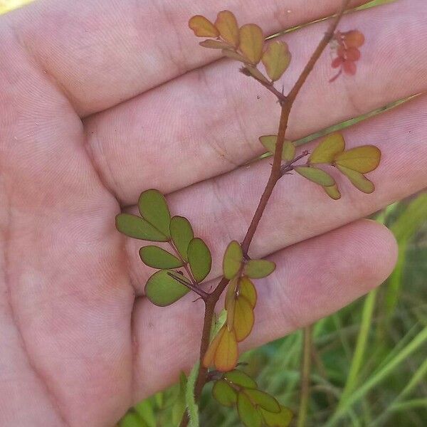 Phyllanthus urinaria 葉