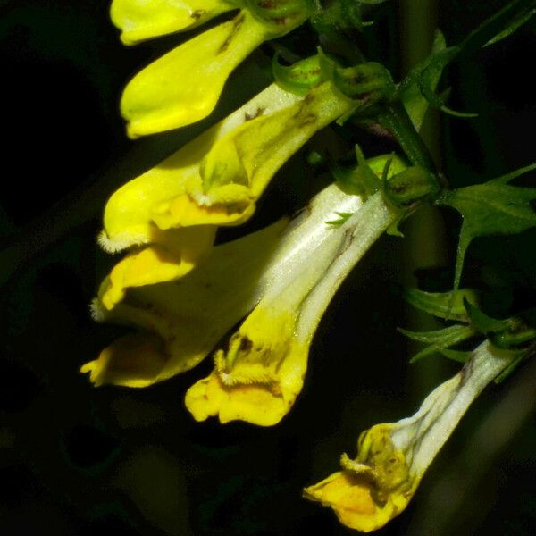 Melampyrum pratense 花