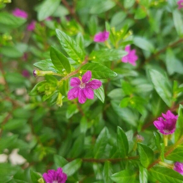 Cuphea hyssopifolia Virág