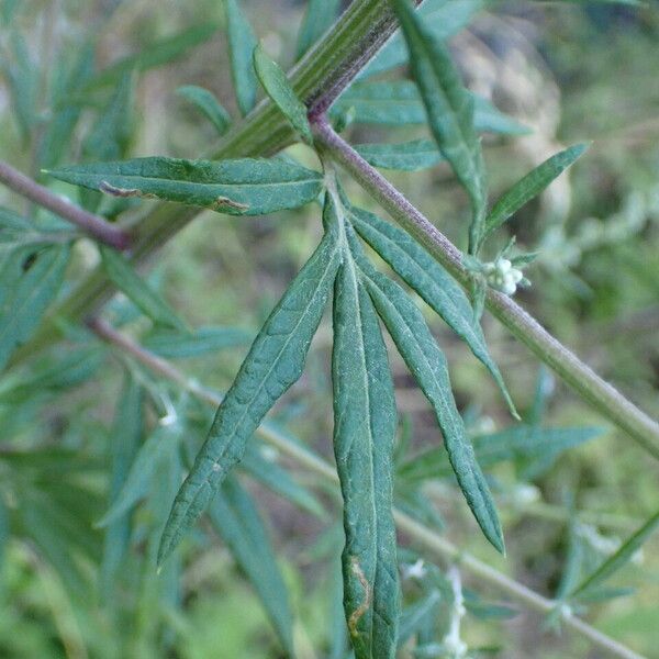 Artemisia vulgaris Frunză