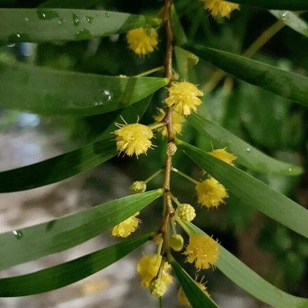 Acacia confusa ᱵᱟᱦᱟ