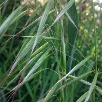 Avena fatua Flower