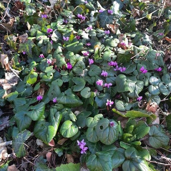 Cyclamen coum Агульны выгляд