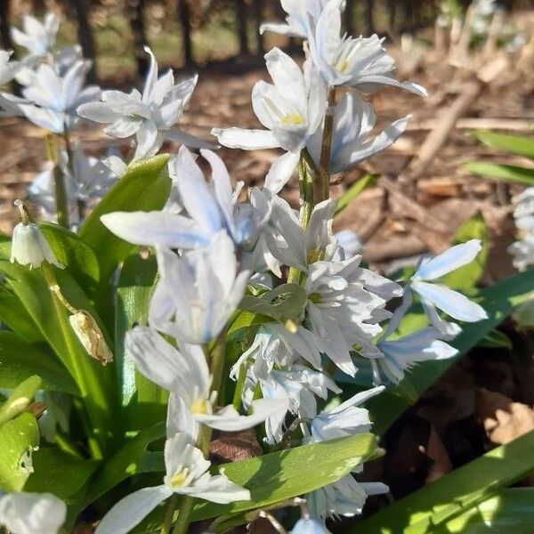 Scilla mischtschenkoana Flower