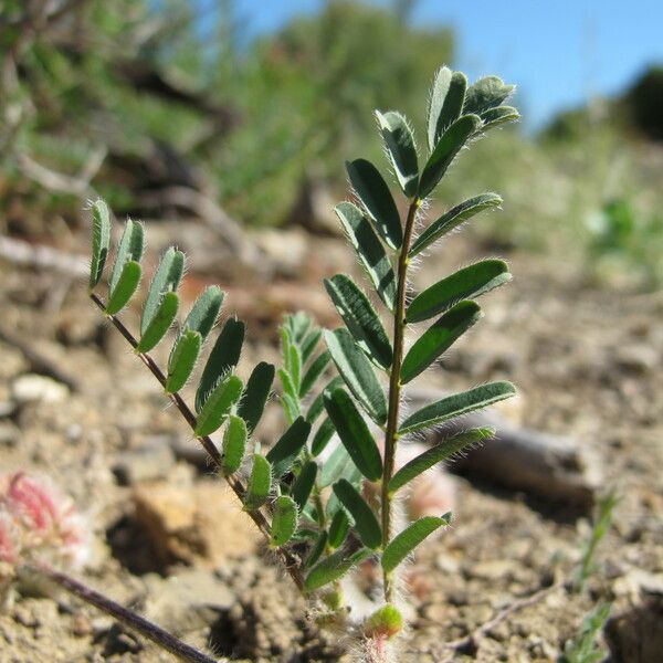 Astragalus echinatus Deilen