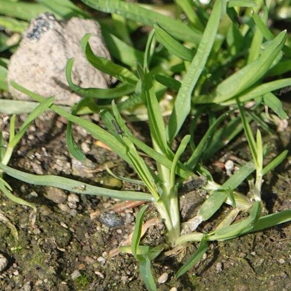 Poa infirma Leaf