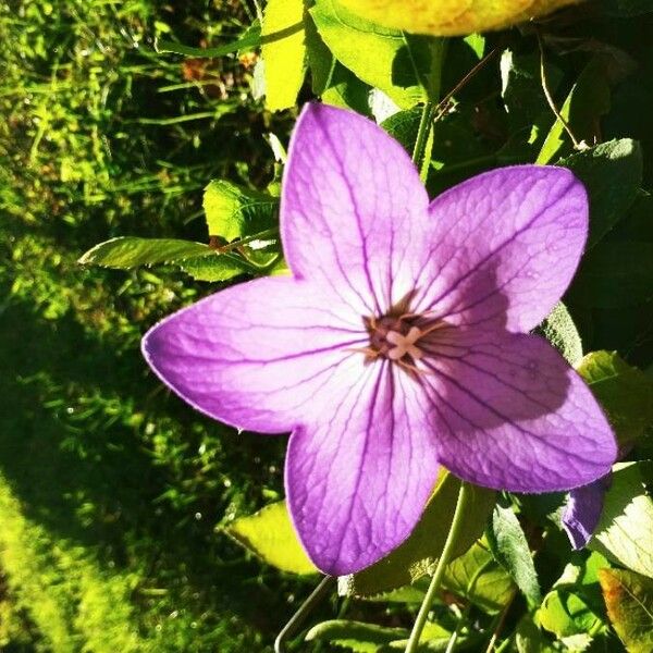 Platycodon grandiflorus Kvet