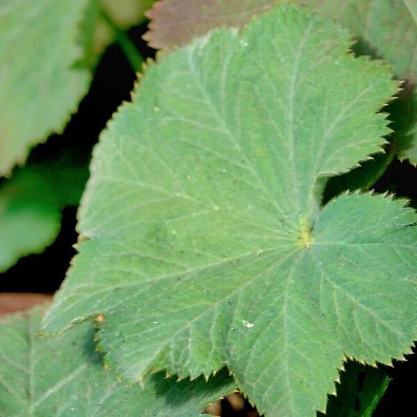 Alchemilla mollis 葉