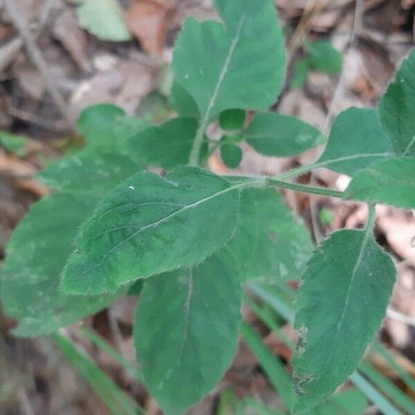 Calamintha grandiflora Leaf