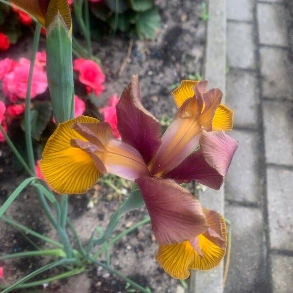 Iris spuria 花